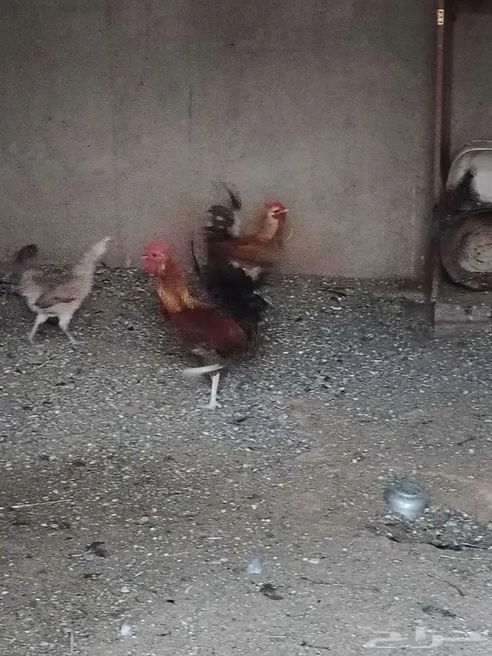 للبيع ديوك جبره طيبه 1