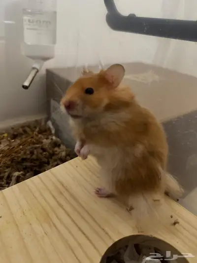 هامستر سوري للتبني index