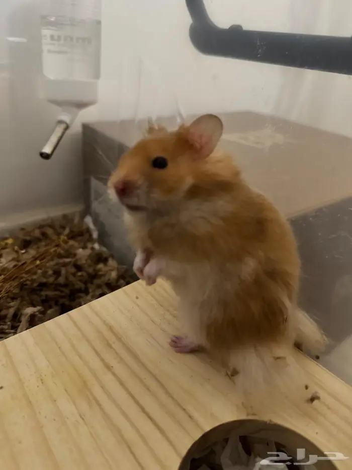 هامستر سوري للتبني 2