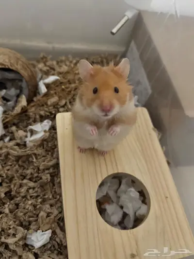 هامستر سوري للتبني index