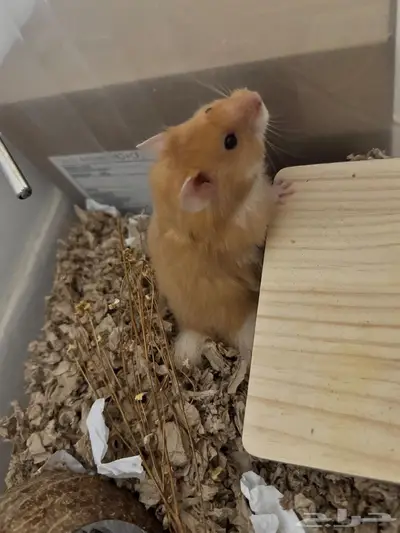 هامستر سوري للتبني index