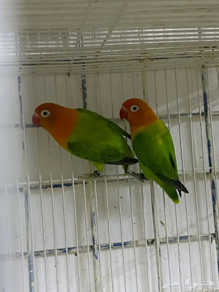 زوج فيشر ابلاين 2