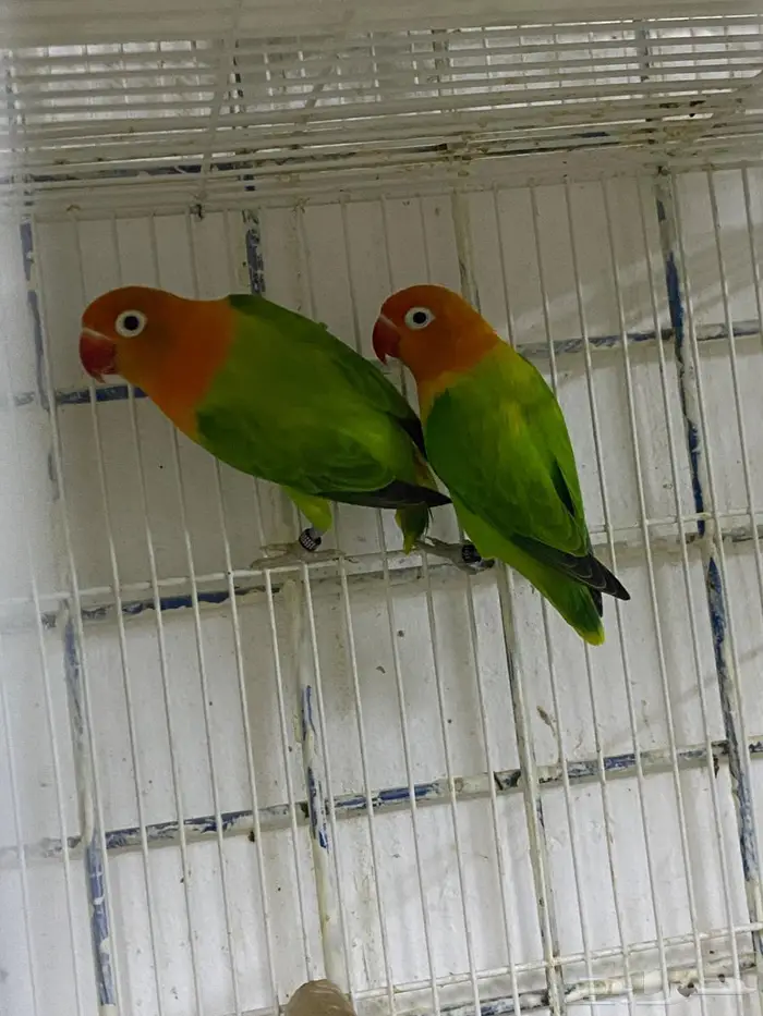 زوج فيشر ابلاين 1