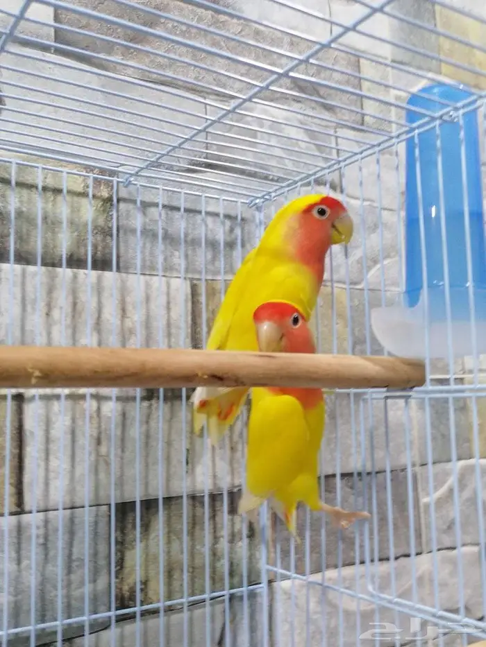 للبيع جوز روز رد اوبلاين عيون حمر 2