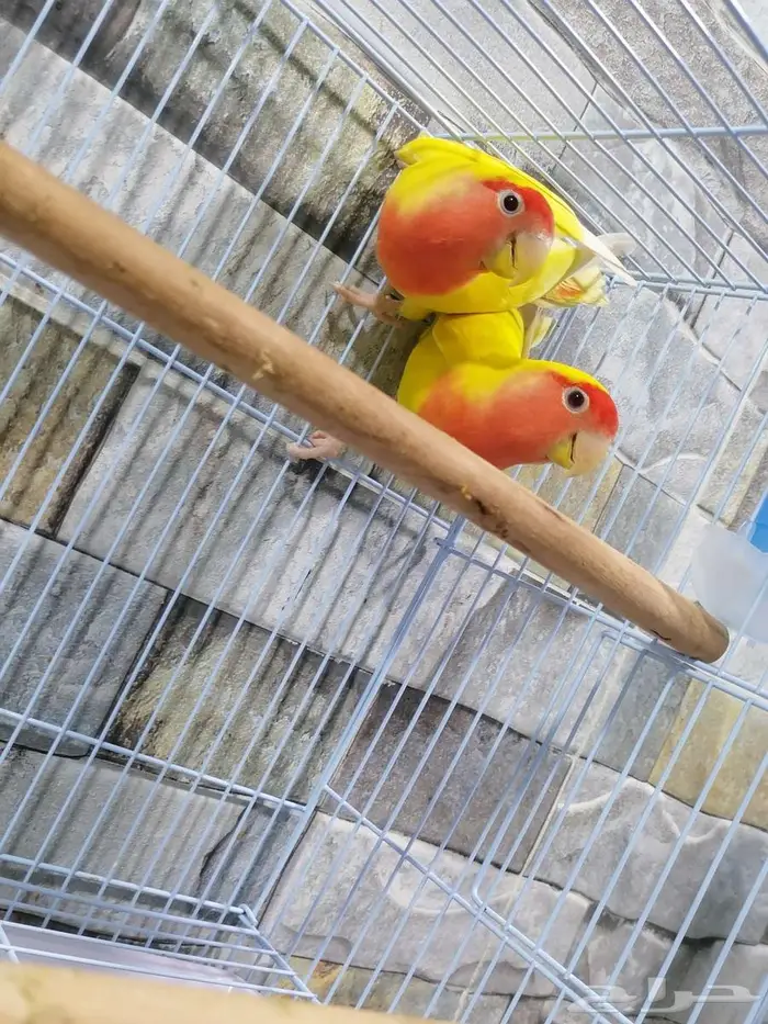 للبيع جوز روز رد اوبلاين عيون حمر 1