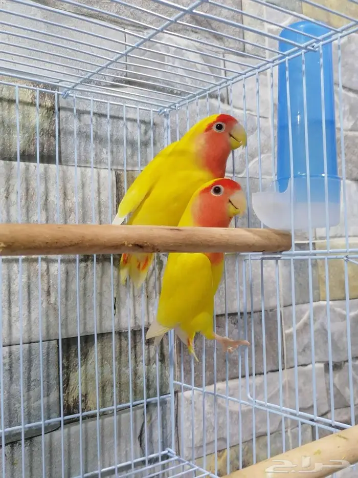 للبيع جوز روز رد اوبلاين عيون حمر 0