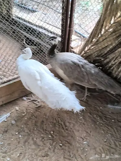 اناث طاووس أو طاؤوس للبيع index