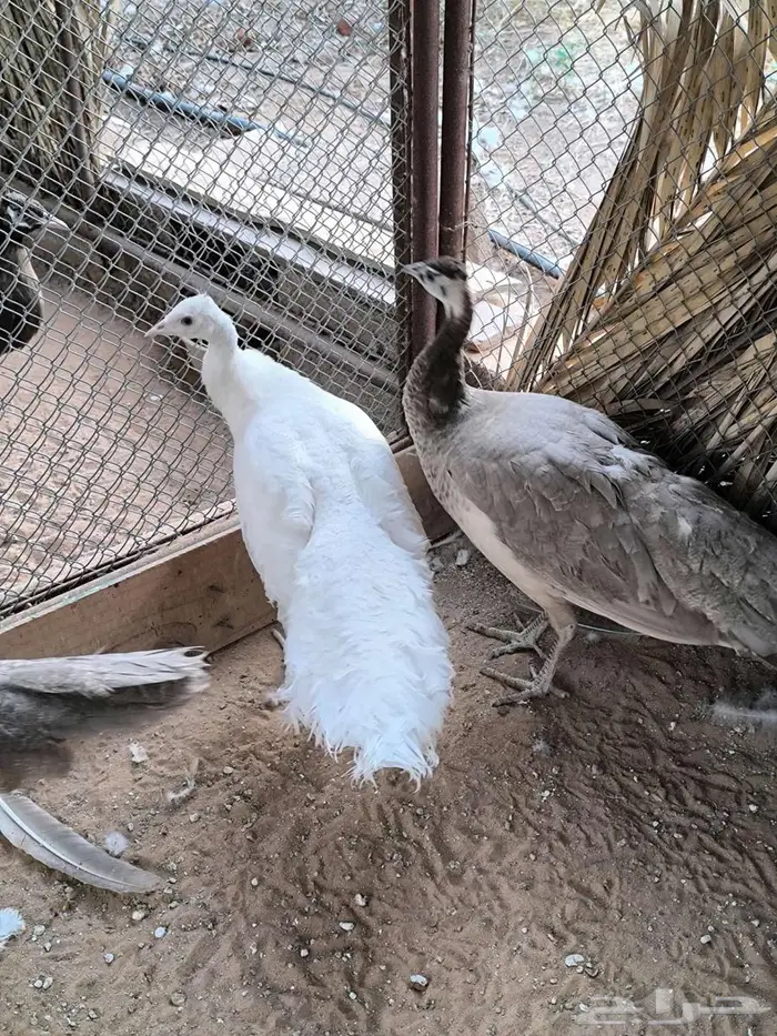 اناث طاووس أو طاؤوس للبيع 1