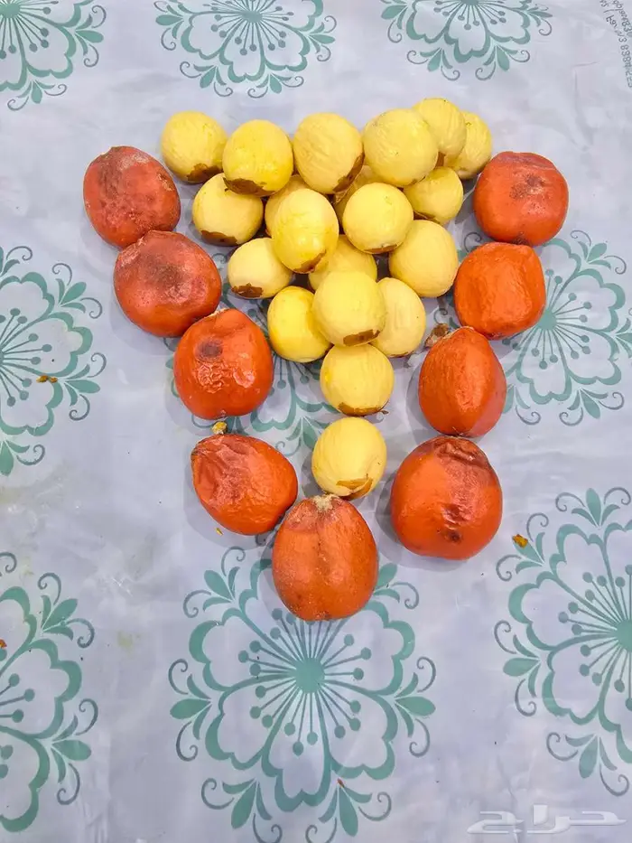 بذور نخيل السايكس 1