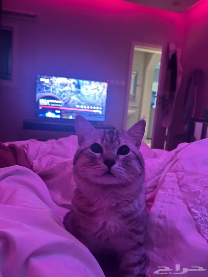 قطو سكوتش ستريت لتبني 0