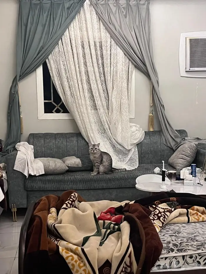 قطو سكوتش ستريت لتبني 1