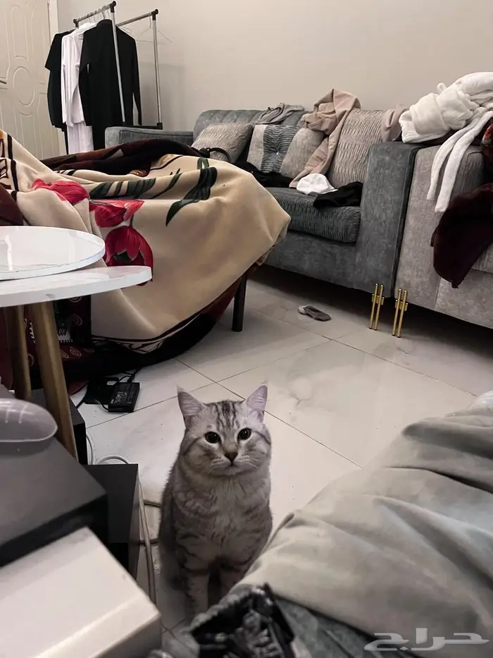 قطو سكوتش ستريت لتبني 2