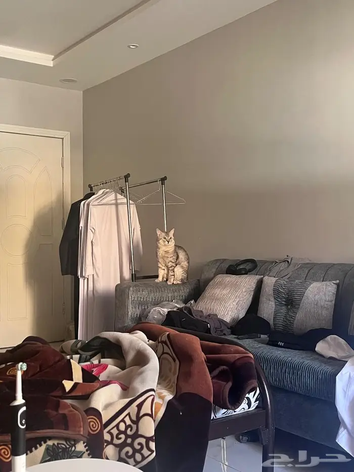 قطو سكوتش ستريت لتبني 3