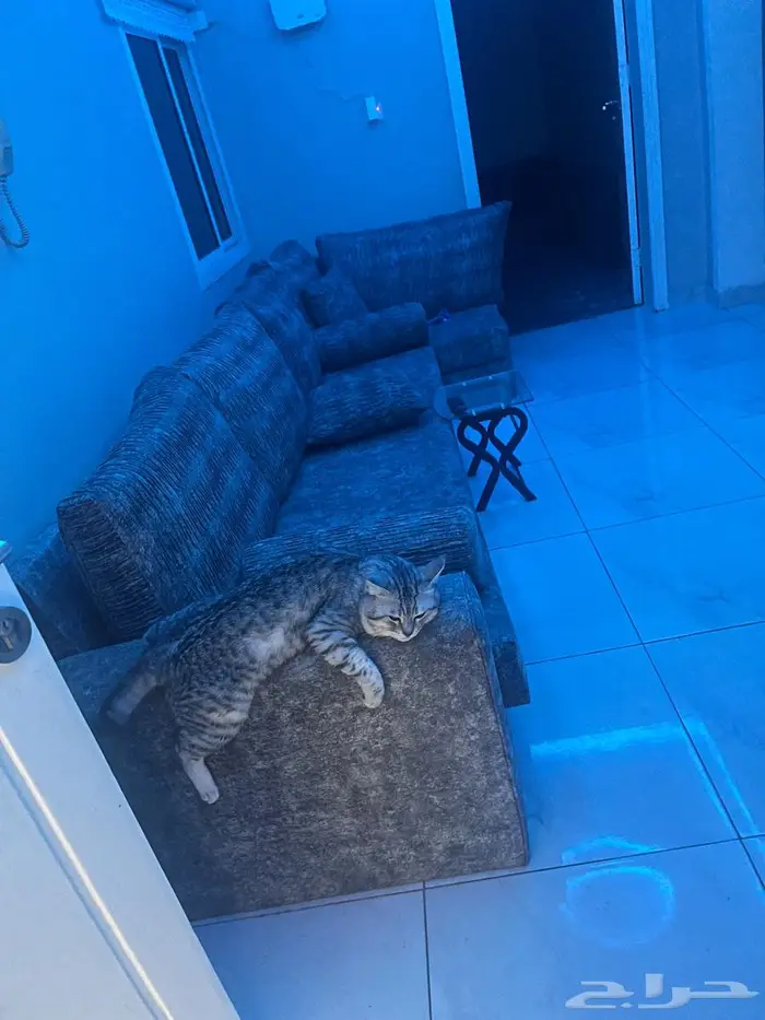 قطو سكوتش ستريت لتبني 4