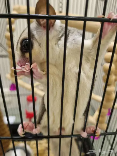 السنجاب الطائر شوقرقلايدر ذكر index