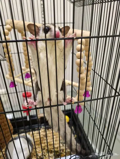 السنجاب الطائر شوقرقلايدر ذكر index