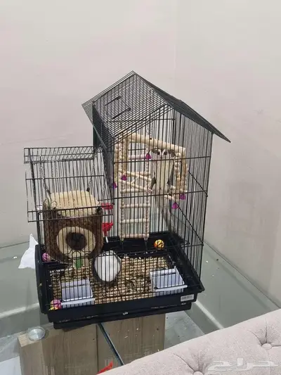 السنجاب الطائر شوقرقلايدر ذكر index