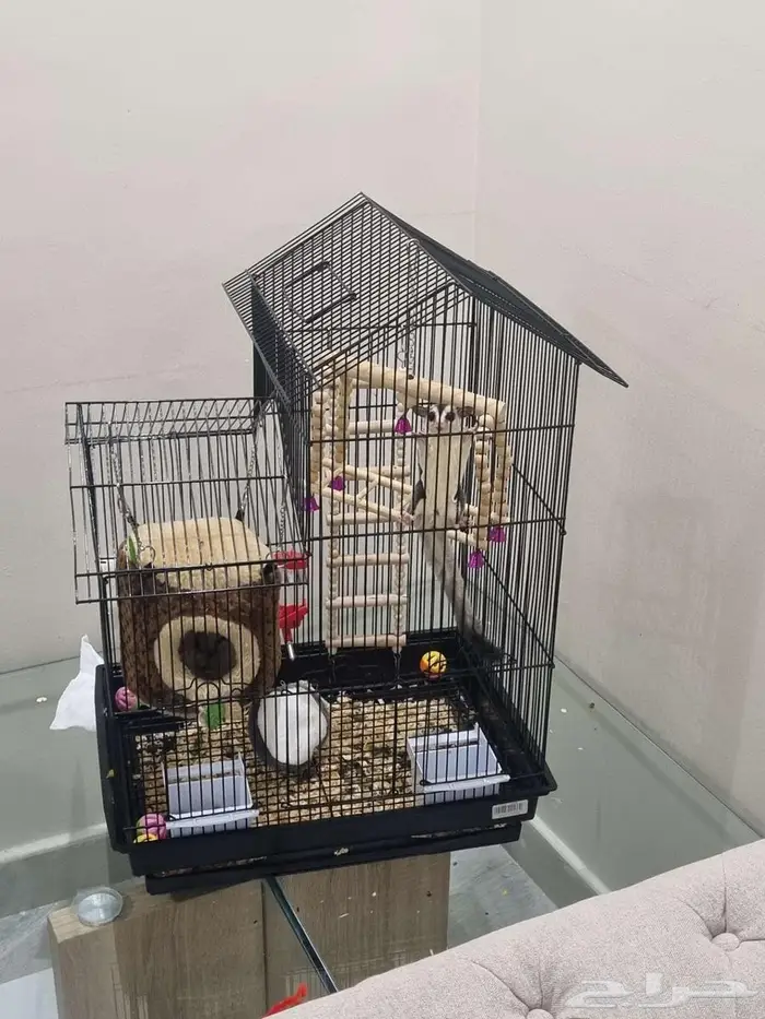 السنجاب الطائر شوقرقلايدر ذكر 2