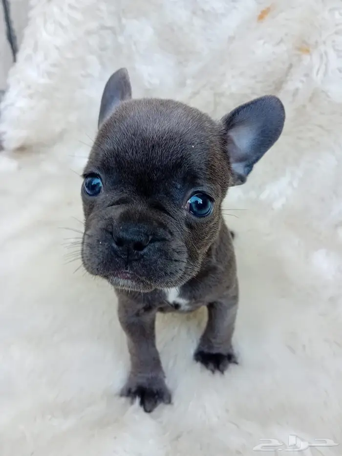 فرنش بولدوغ French bulldog 0