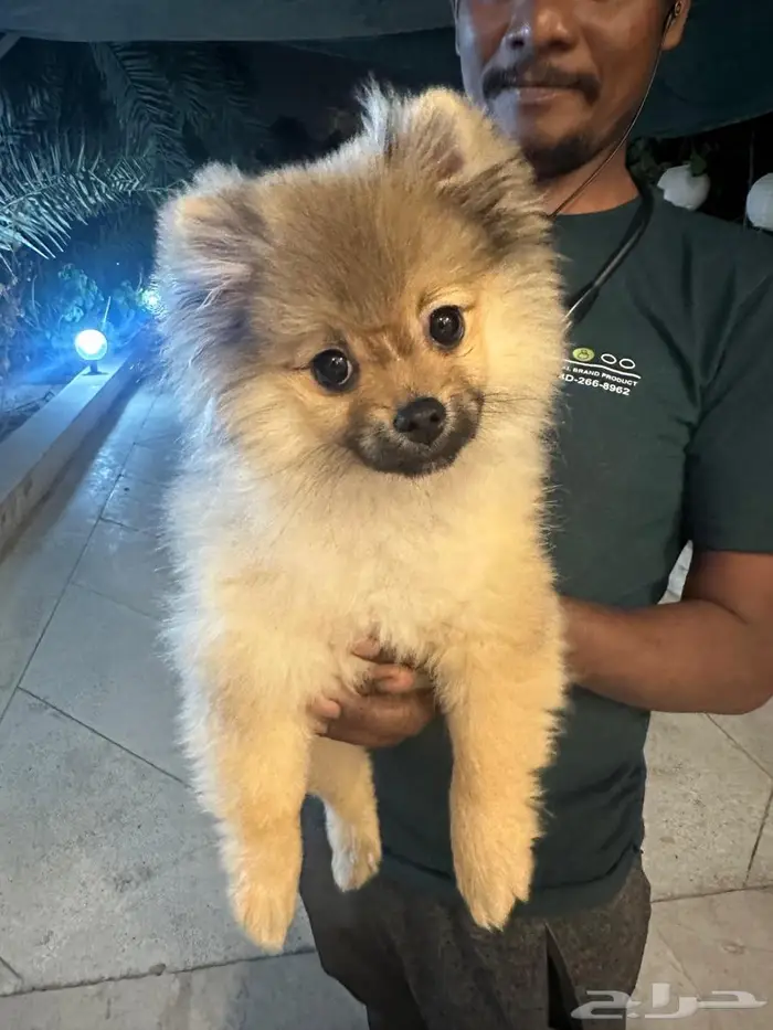 بومرينيان 1