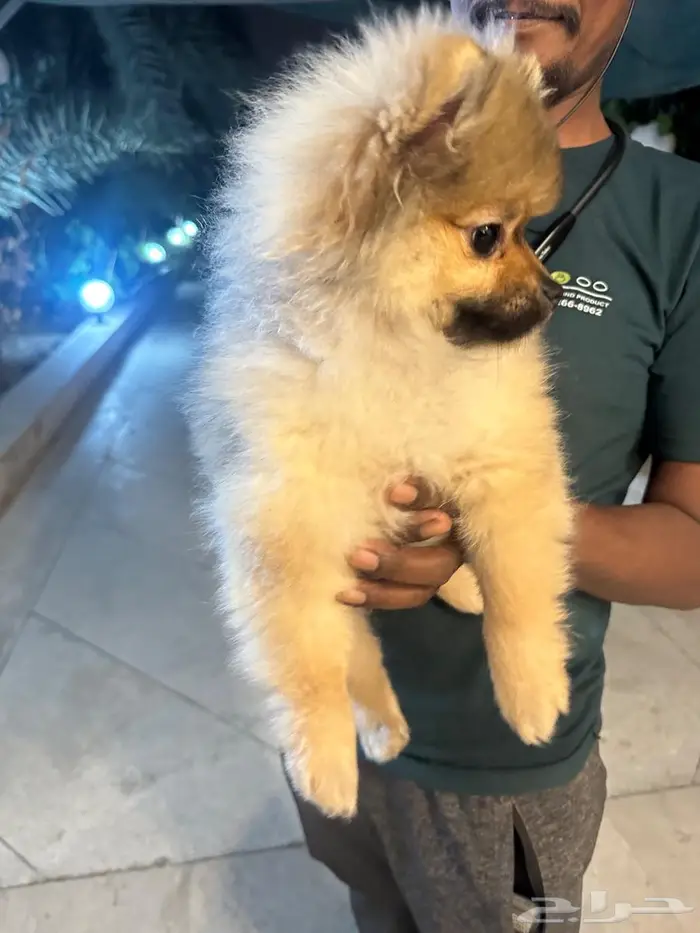 بومرينيان 2