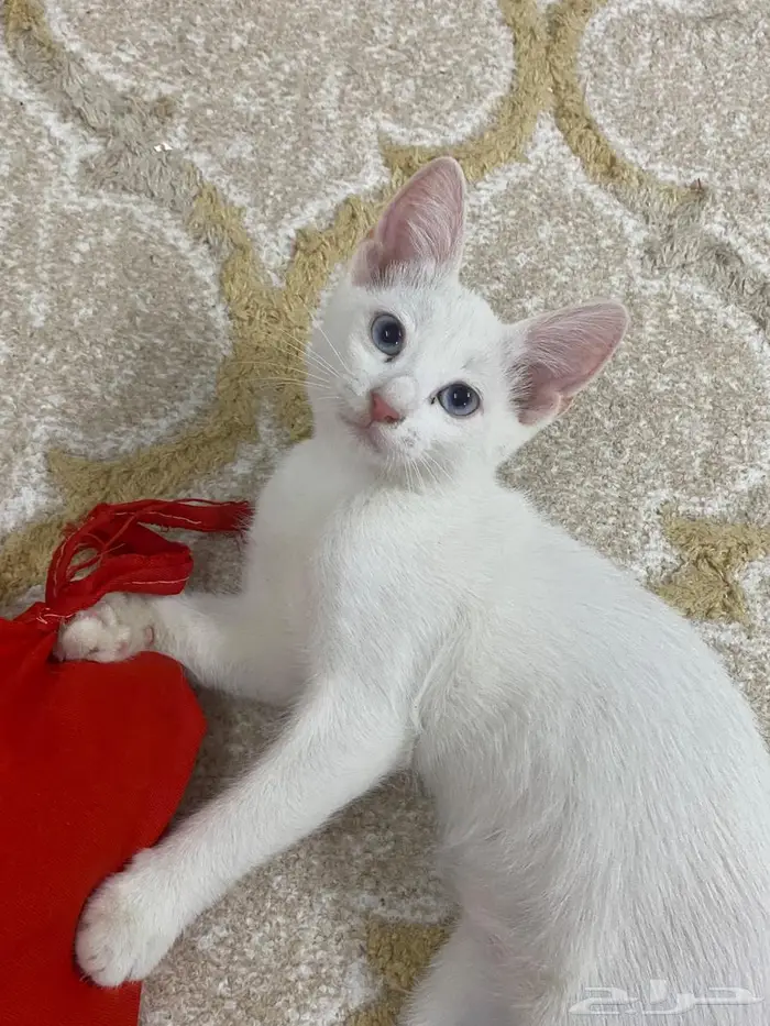 قطط اناث للتبني 1