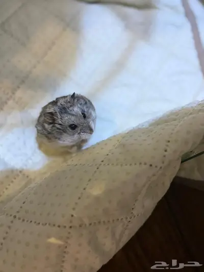 هامستر للبيع index