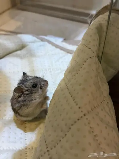 هامستر للبيع index