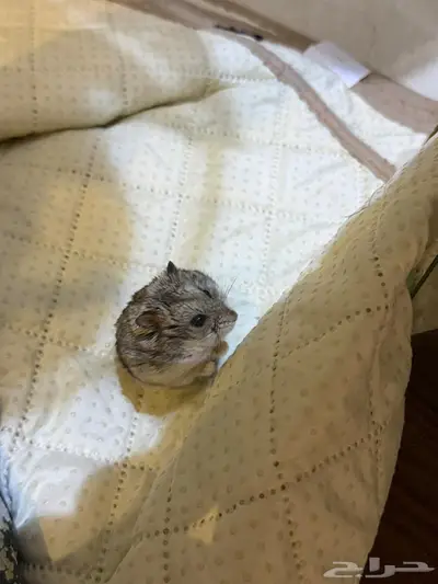 هامستر للبيع index