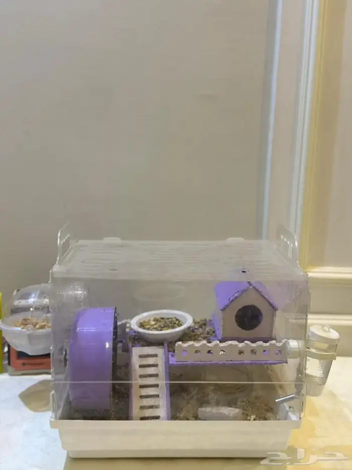 هامستر للبيع 2