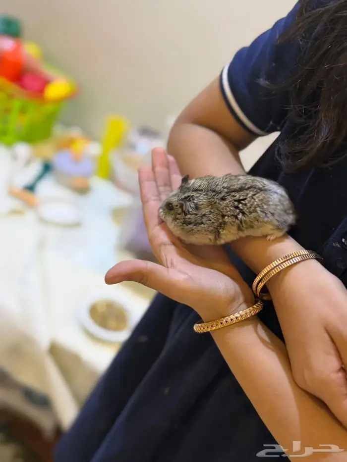 هامستر للبيع 3