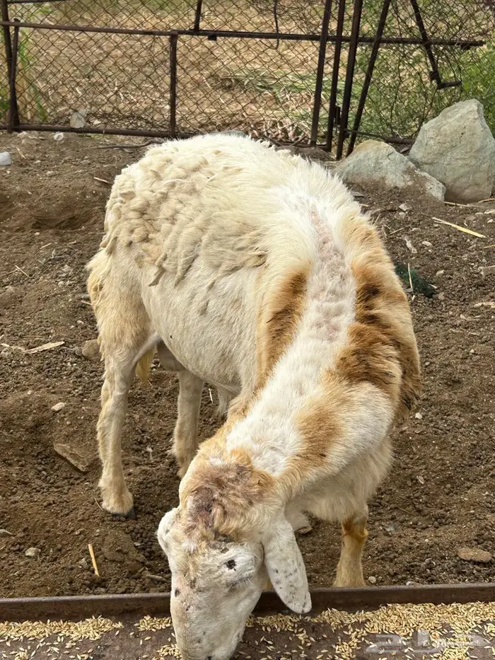 خروف للبيع 1