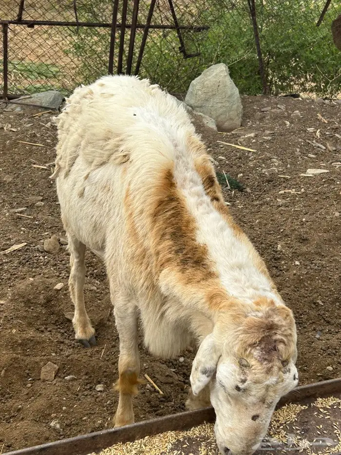 خروف للبيع 0