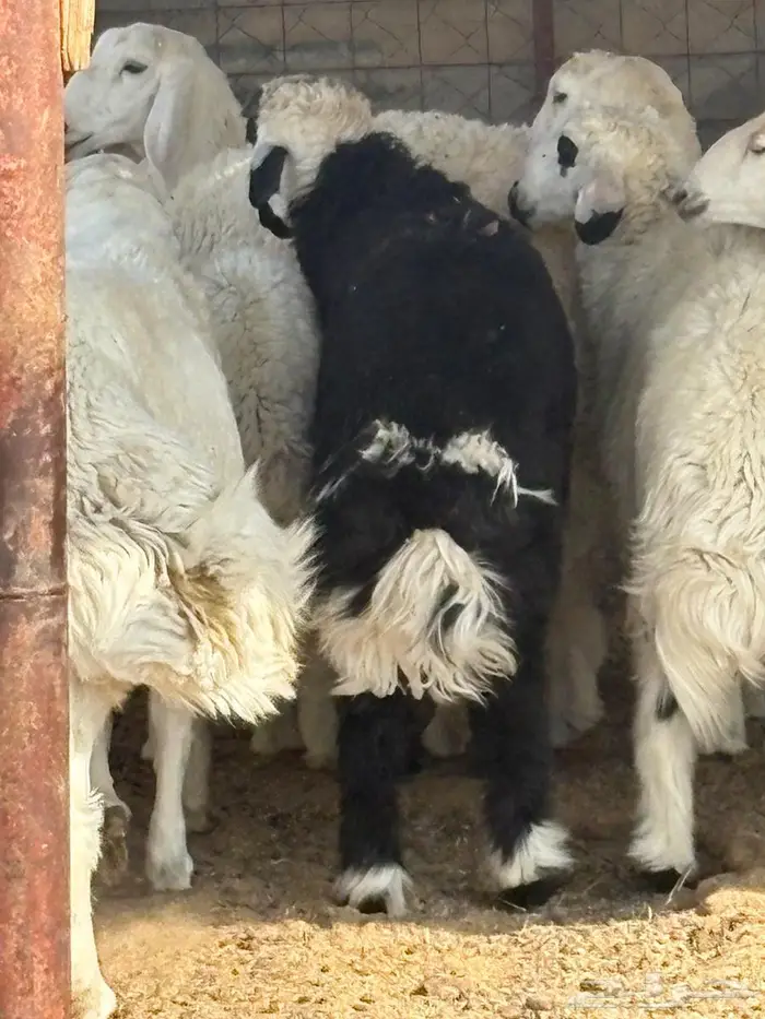 السلام عليكم طلي نجدي جذع وحري هرفي 2