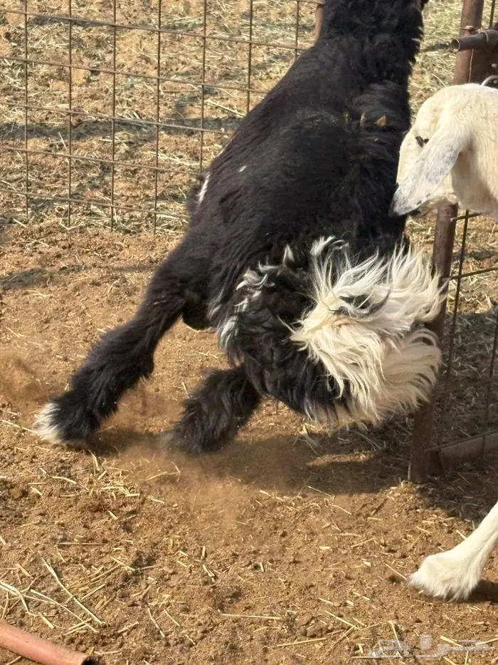 السلام عليكم طلي نجدي جذع وحري هرفي 1