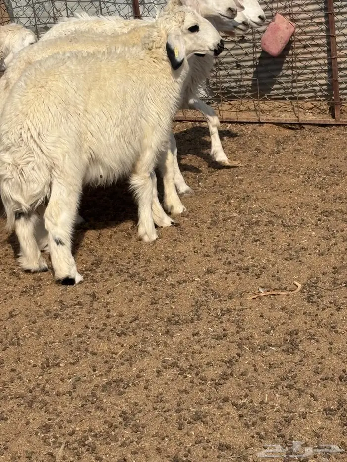 السلام عليكم طلي نجدي جذع وحري هرفي 3