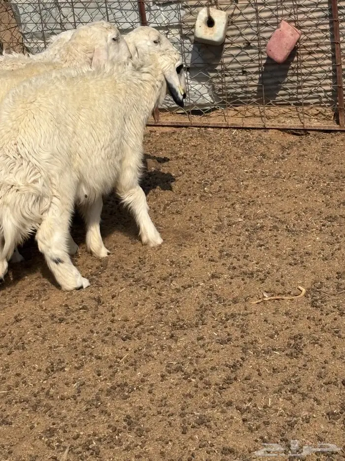 السلام عليكم طلي نجدي جذع وحري هرفي 4