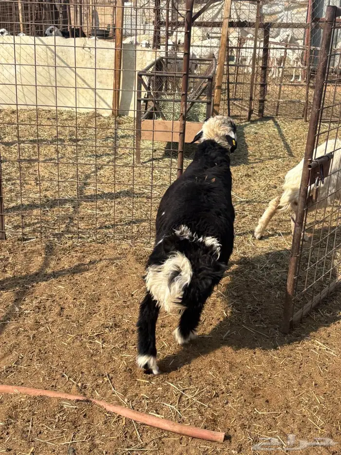 السلام عليكم طلي نجدي جذع وحري هرفي 0