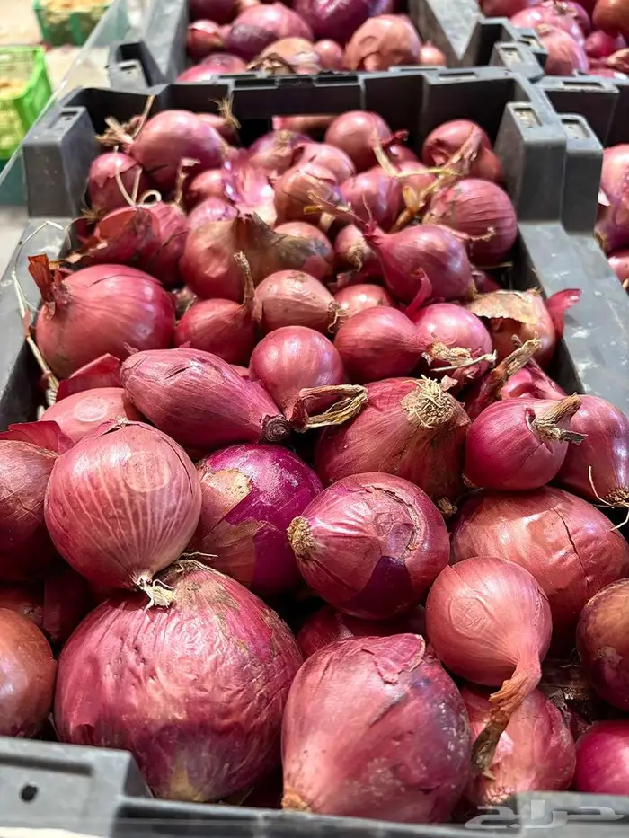للبيع بصل أحمر طازج   جودة متوسطة 3