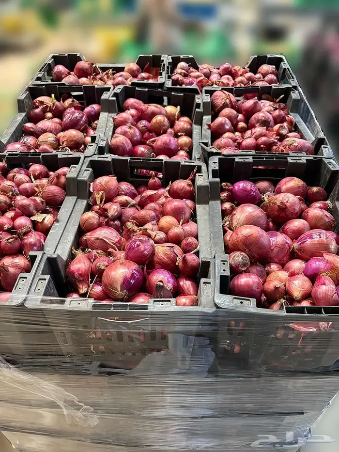 للبيع بصل أحمر طازج   جودة متوسطة 1