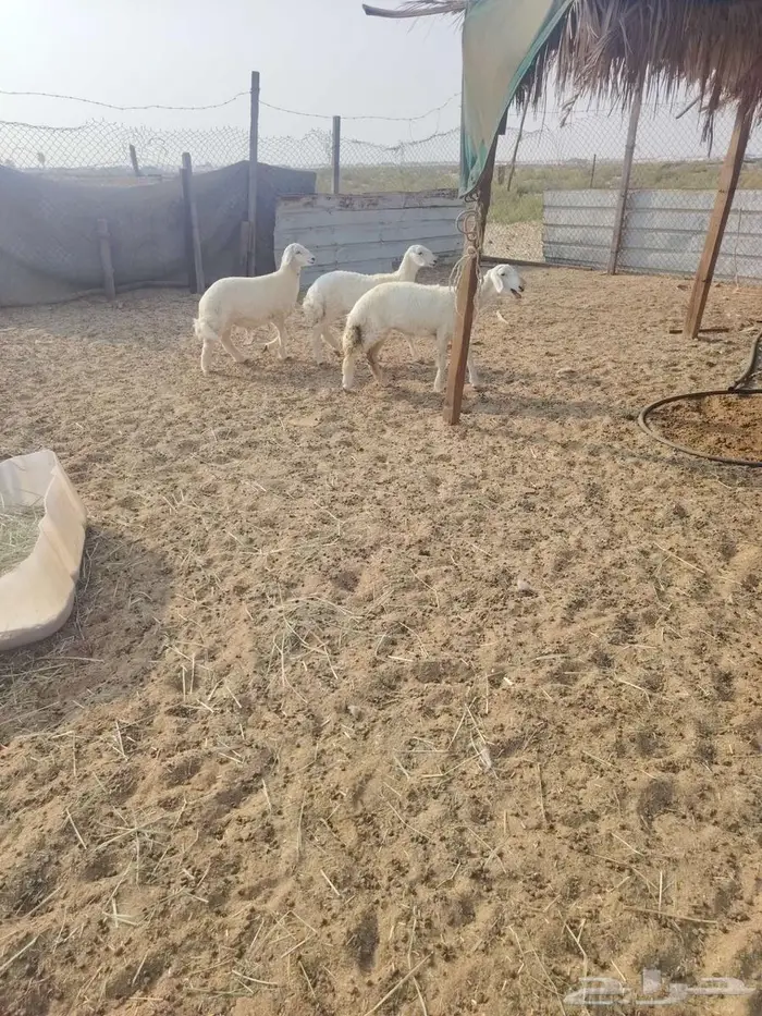 خروف1 رخل 2 4شههر 0