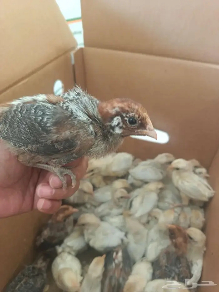 صوص فيومي شبابي والالمنيوم 5