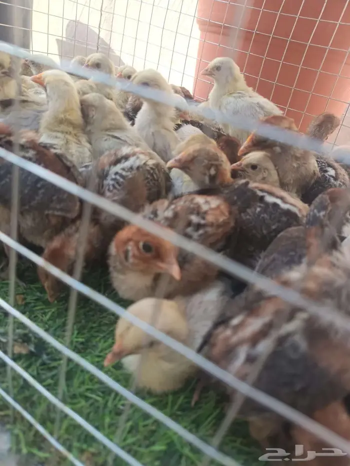 صوص فيومي شبابي والالمنيوم 0