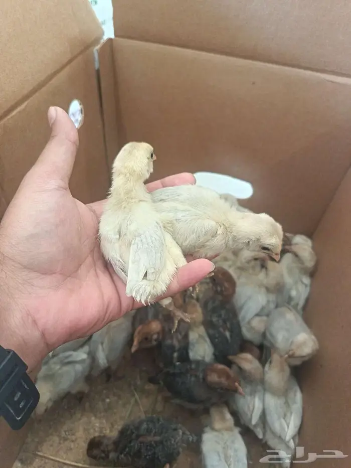 صوص فيومي شبابي والالمنيوم 3