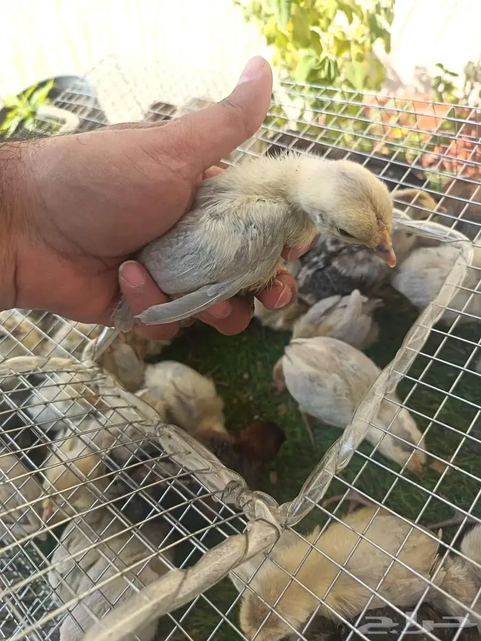 صوص فيومي شبابي والالمنيوم 1