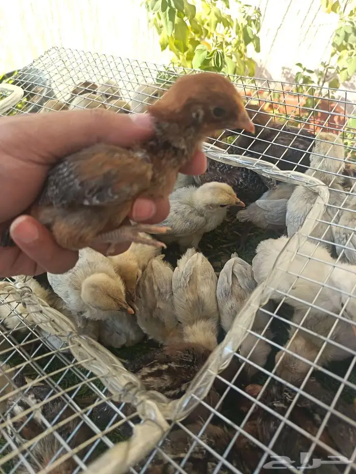 صوص فيومي شبابي والالمنيوم 2