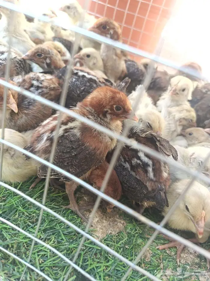 صوص فيومي شبابي والالمنيوم 4