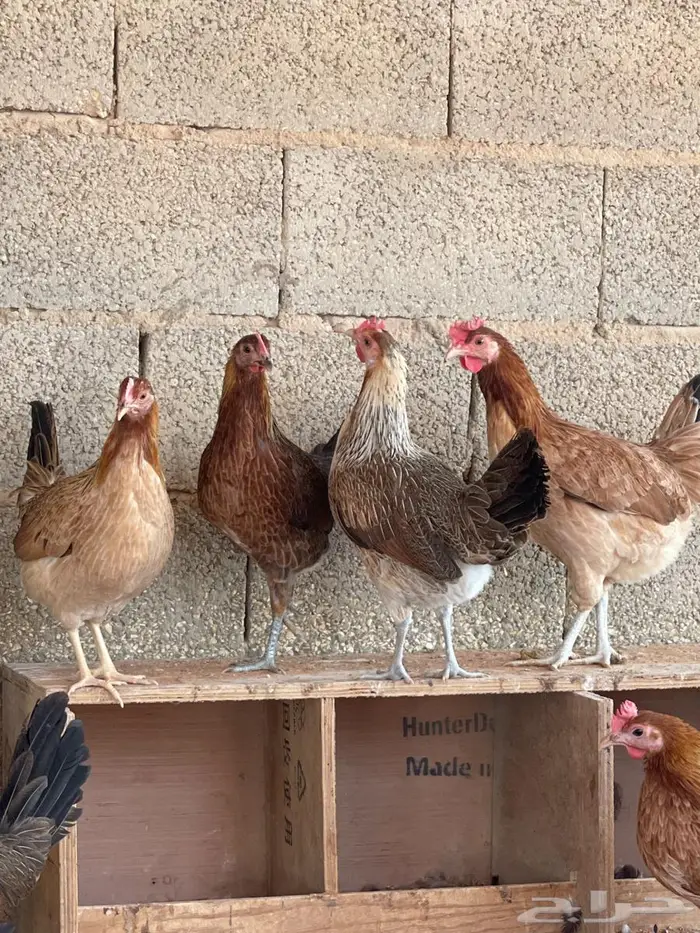 دجاج عربي 4