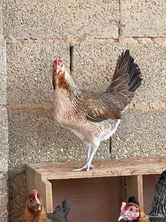 دجاج عربي 3