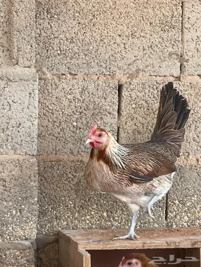 دجاج عربي 5